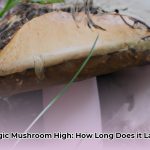 how_long_does_a_shroom_high_last_edited