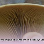 how_long_does_a_shroom_trip_last_edited