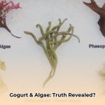 is_gogurt_a_type_of_algae_edited