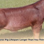 what_are_duroc_pigs_lifespan_georgia_edited
