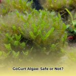 what_kind_of_algae_is_in_gogurt_edited