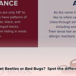 carpet_bugs_vs_bed_bugs_edited
