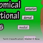 classify_the_given_terms_or_examples_with_the_appropriate_category_edited