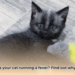 fever_coat_cat_edited