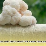 grow_lion_s_mane_mushroom_kit_edited